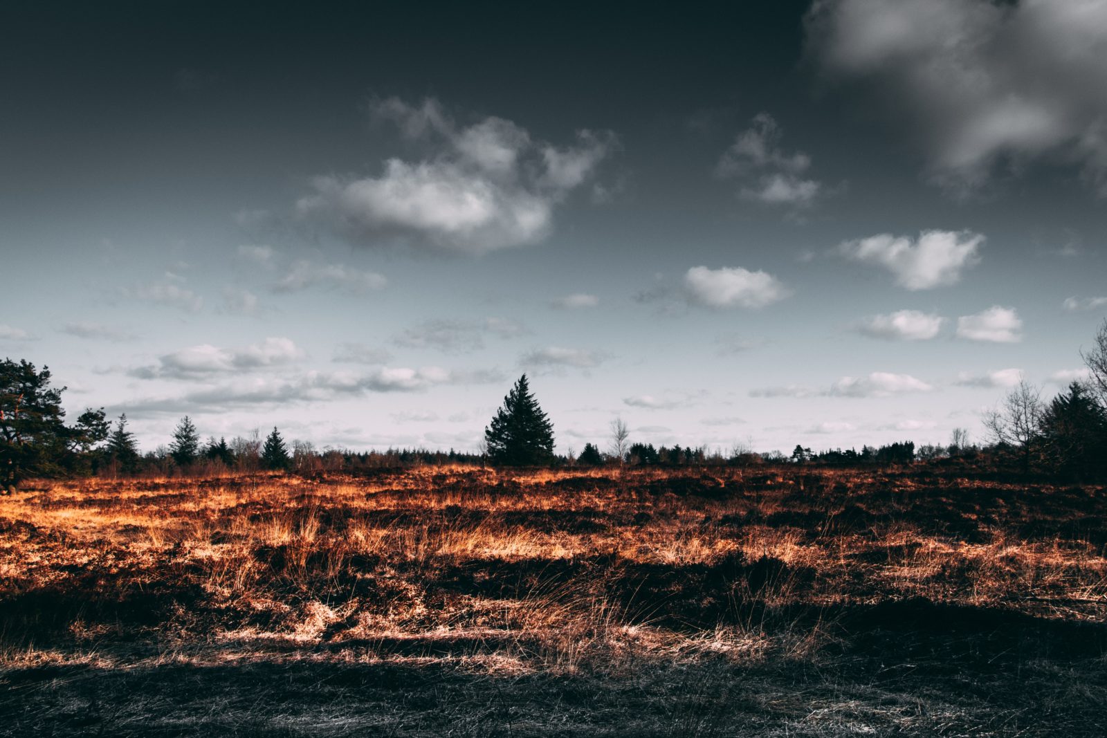 pexels-matthis-volquardsen-2305169